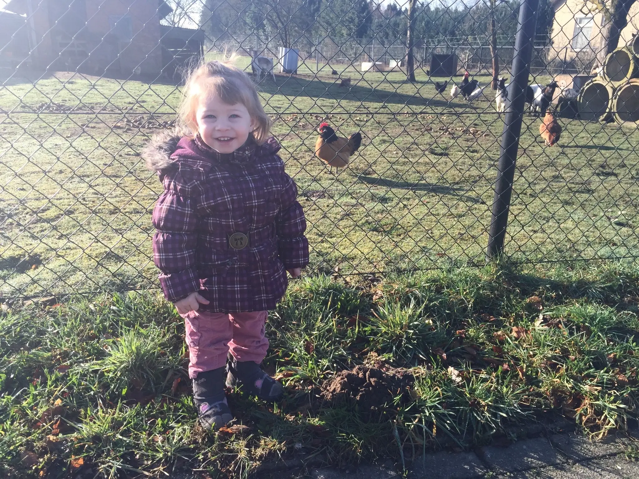 On our way to the zoo we stopped to see chickens and a deer living together