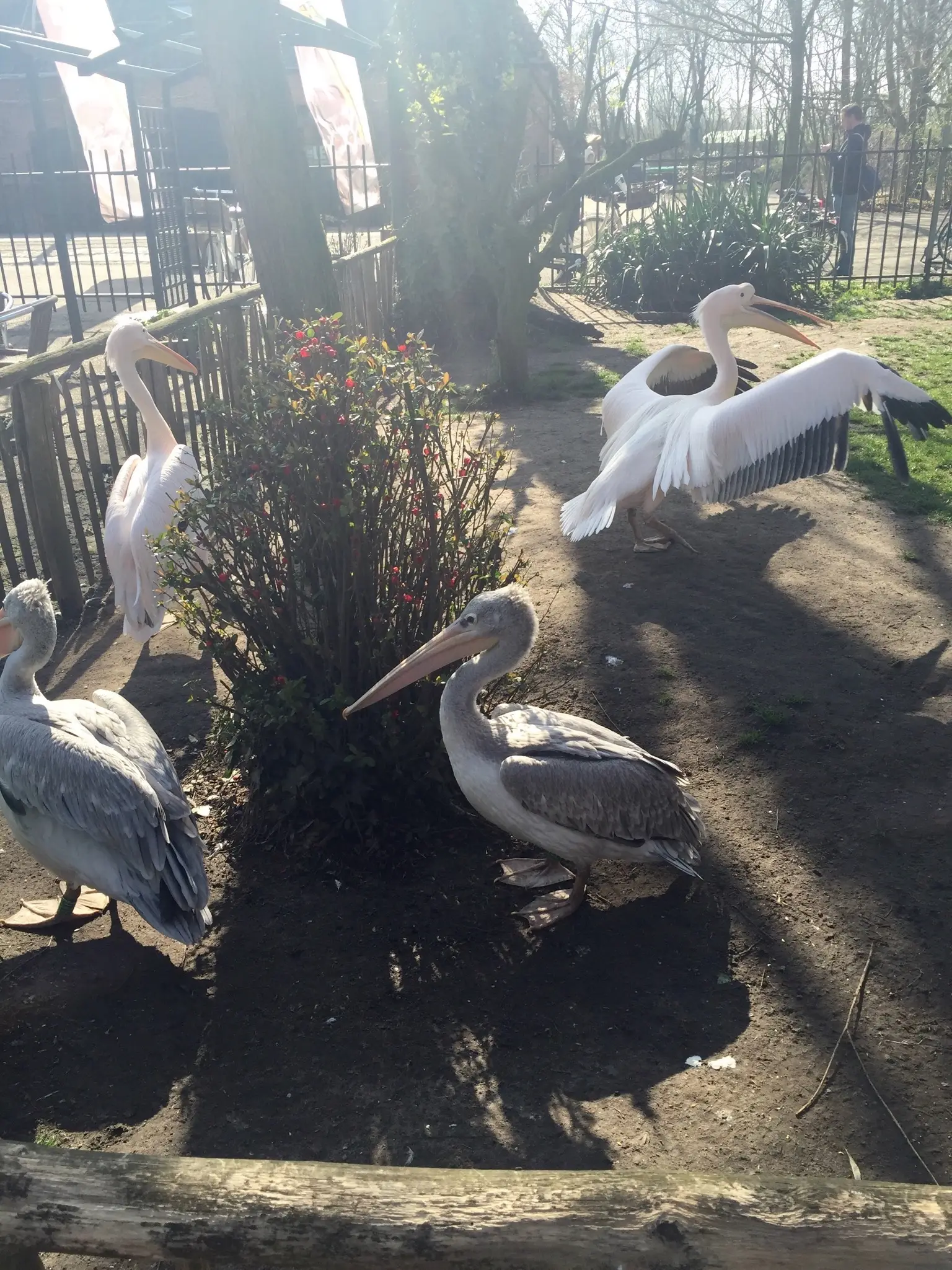 First to greet us at the Best Zoo were the Pelicans