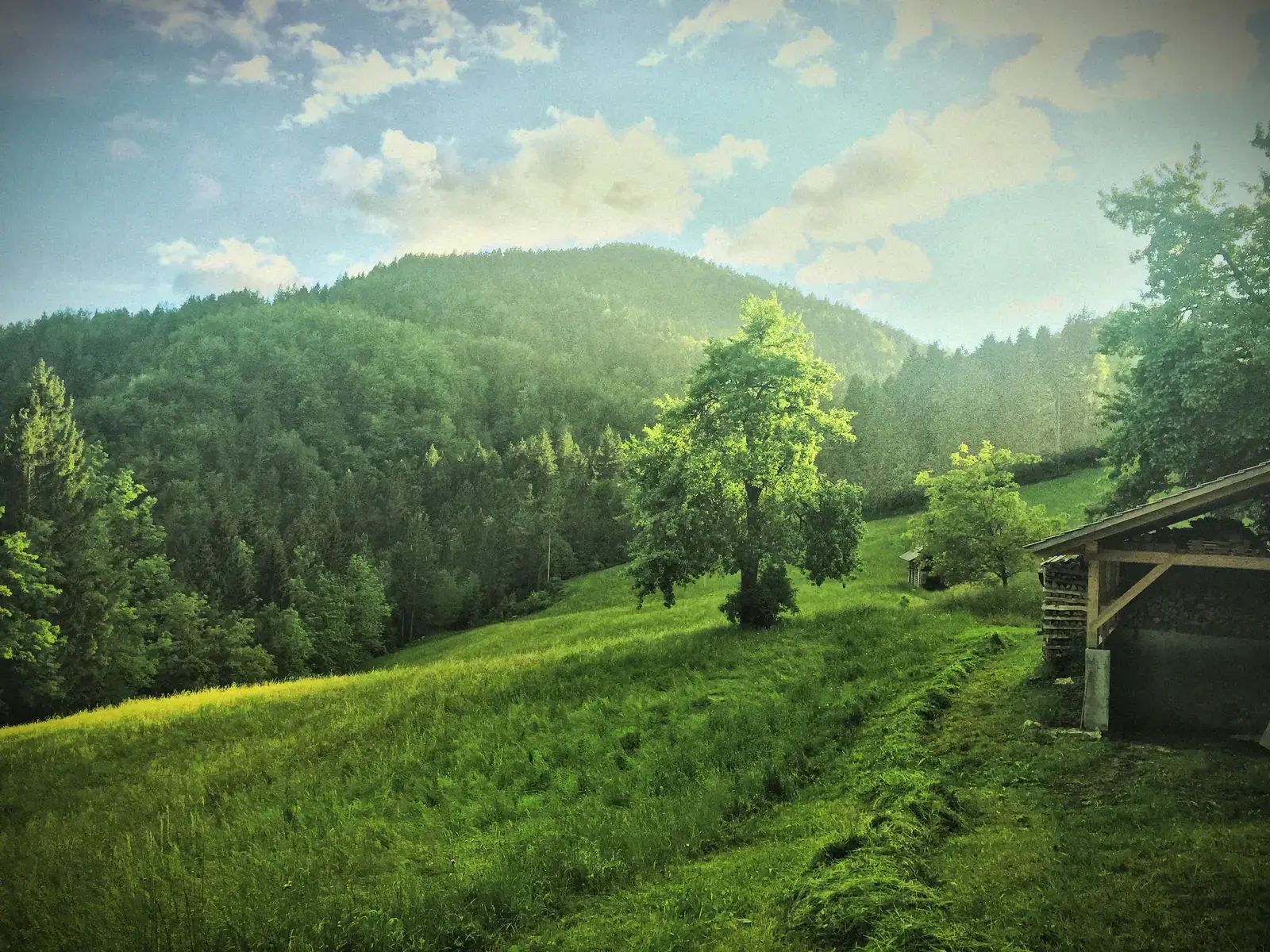A meadow and woods in the countryside